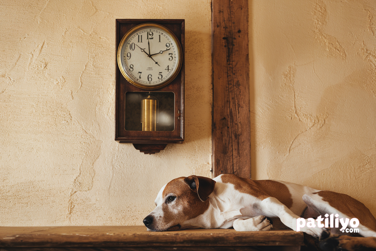 Köpekler Zamanı Nasıl Algılar? Bizim Gibi mi Düşünüyorlar?