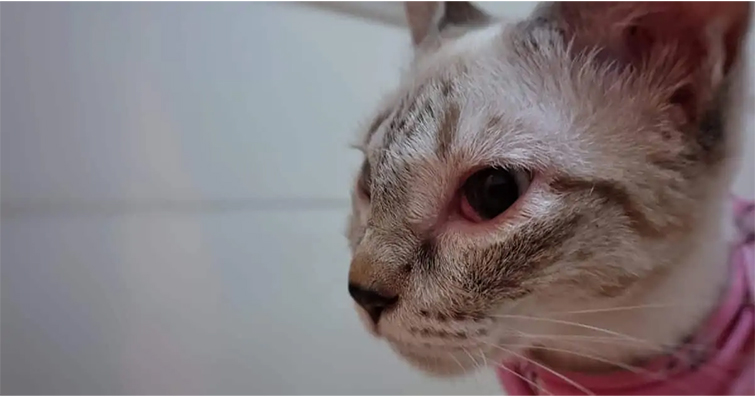 Kedilerde Sık Görülen Göz Enfeksiyonları ve İlaçlar