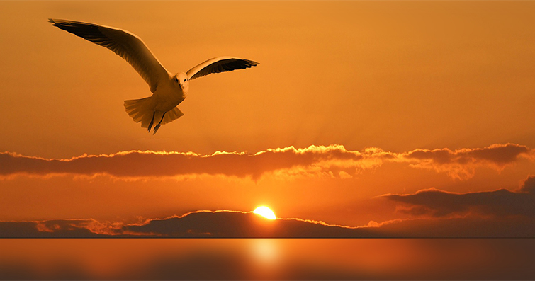 Kuşların Günü: Sabah Güneşini Karşılama ve Yemlenme Ritüeli