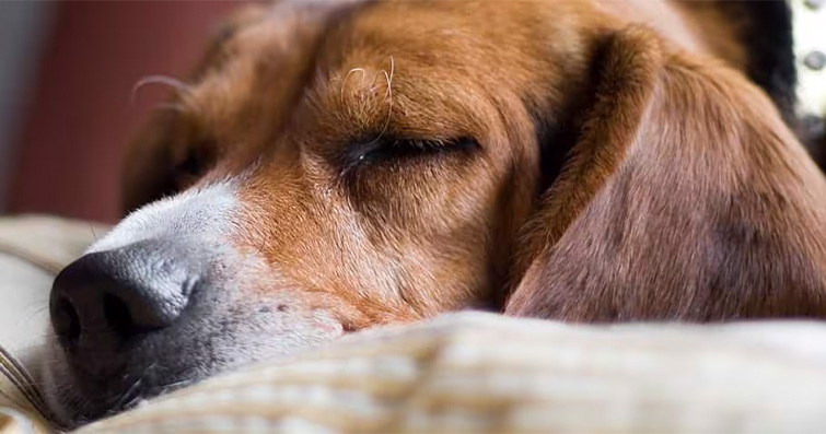 Köpeklerin Uykuya Dalma Ritüelleri: İç Dünyalarının Kapıları