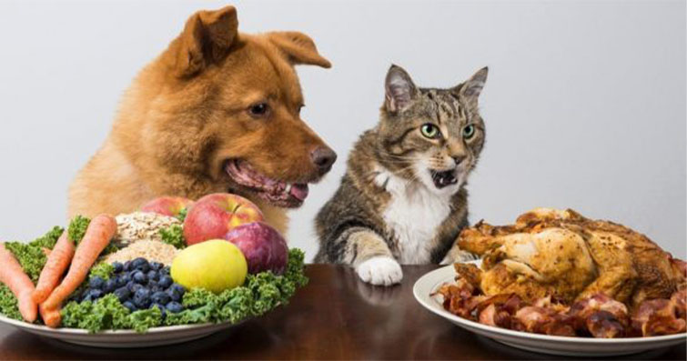 Köpekler ve Vegan Beslenme: Hayvansal Ürünlerden Arınma