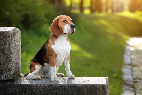 Beagle: Koklama Yetenekleriyle Ünlü Küçük Avcı