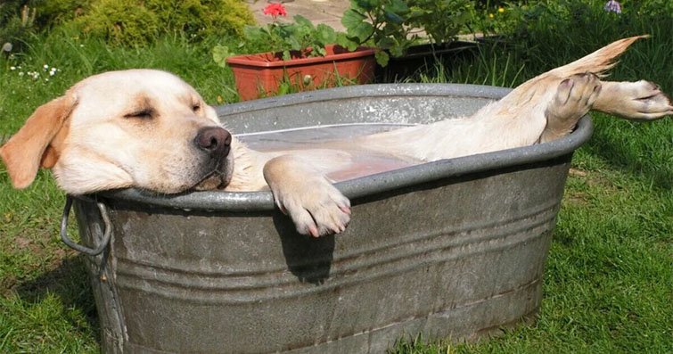 Köpekler ve Ay Işığı Banyoları: Köpeklerin Ayın Enerjilerinden Yararlanma Yolları