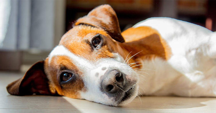 Köpeklerde Bağırsak Sağlığını Destekleme Yolları