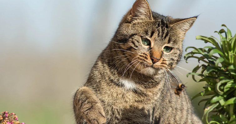 Kedilerde Arı Sokması ve Tedavi Seçenekleri