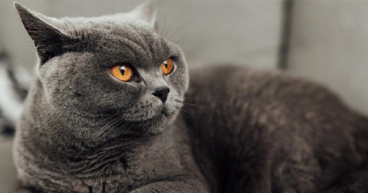 Kediler ve Parapsikoloji: Kedilerin Doğaüstü Yetenekleri