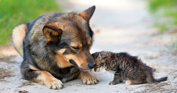 Köpekler ve Nüfus Kontrolü: Sokak Hayvanlarının Kontrol Edilmesi Stratejileri