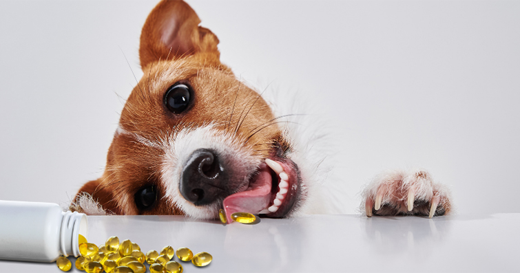 Köpeklerde Bağışıklık Sistemini Destekleyen Besin Takviyeleri ve Vitaminler