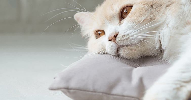 Kediler ve Depresyon: Kedilerin Ruh Sağlığı Üzerindeki Etkisi