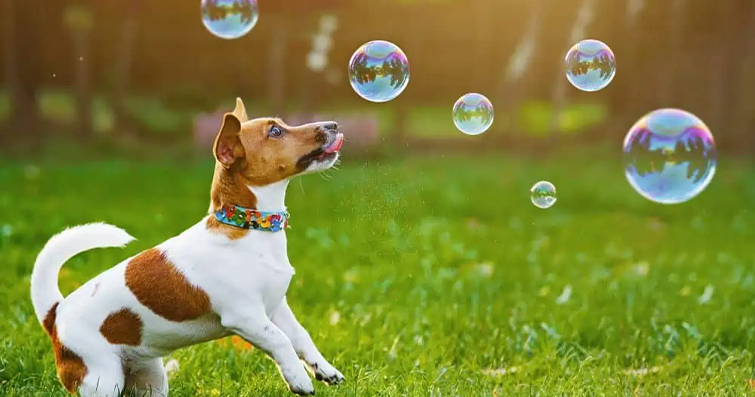 Köpeklerde Mutluluk: Köpeklerin Mutluluğunu ve Refahını Artırma Yolları