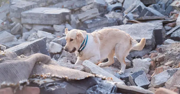Köpeklerde Deprem Hazırlığı: Acil Durum Çantaları ve Hayatta Kalma Planları