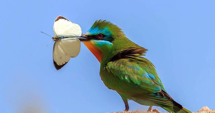 Kuşlar ve Kriptozooloji: Efsanevi Kuş Türleri ve Görgü Tanıklıkları