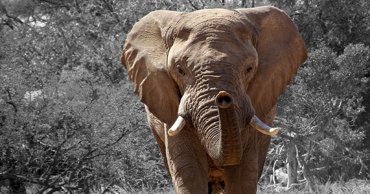Afrika'nın Devasa Canavarları: Fil ve Hipopotamların Doğal Davranışları