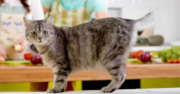 Kedilerde Evde Kendi Kendine Yapılabilecek Doğal ve Organik Kedi Atıştırmalıkları Tarifleri