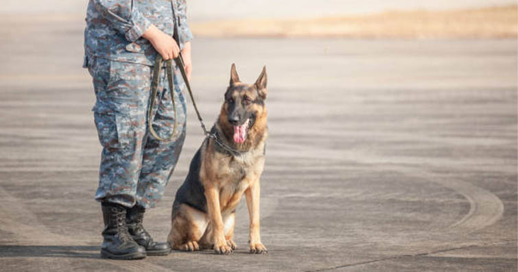Köpeklerde Polis ve Askeri K-9 Birimleri