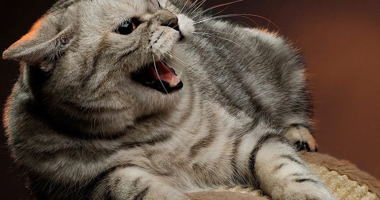 Kedilerin Saldırganlık ve Kavga Davranışları: Nedenleri ve Çözümleri