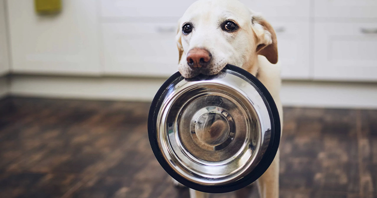 Köpekler ve Sürdürülebilir Beslenme: Doğa Dostu Köpek Maması Seçenekleri