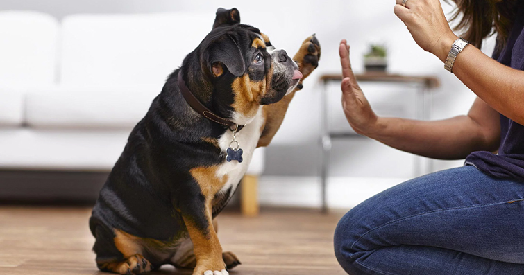 Köpeklerde Aile İçi Aktivitelerle Bağlılık ve İlgilenme Artırma Yolları