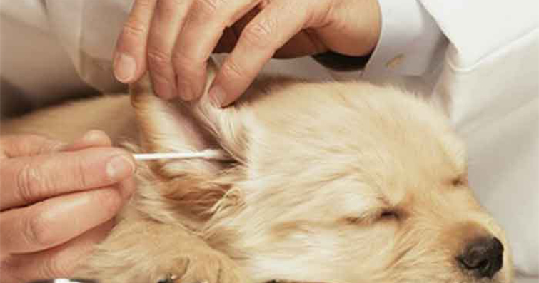 Köpek Kulak Enfeksiyonları: Belirtiler ve Bakım