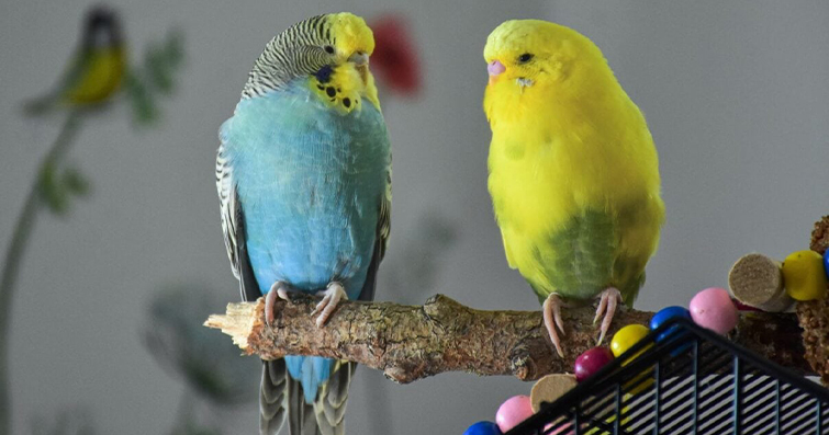Kuşların Şarkısı: Sesleri ve İletişimleri