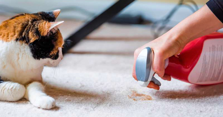 Kedilerin Dışkı Kokusu: Sağlık Durumunu Belirleyen İşaretler