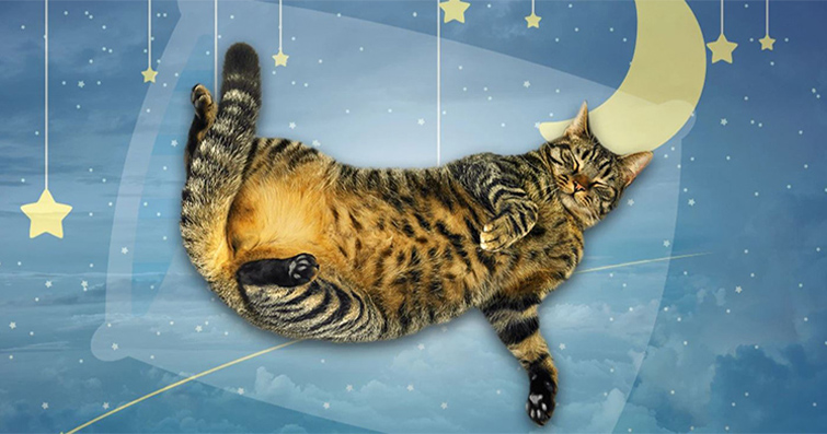 Kedilerde Lucid Rüya: Kediler Rüyalarında Kontrol Sağlar mı?