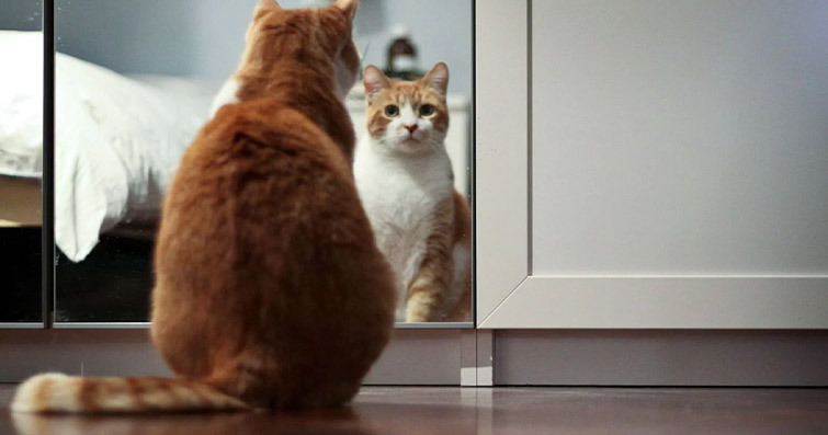 Kediler ve Ayna: İlginç Tepkiler ve Oyunlar