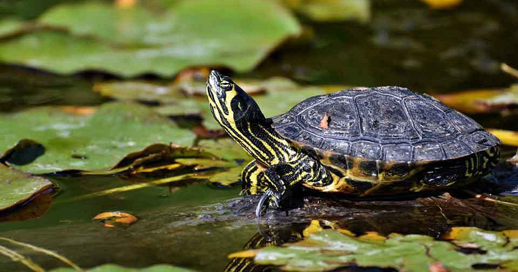 Su Kaplumbağa Bakımı Hakkında Mutlaka Öğrenmeniz Gereken 17 Şey