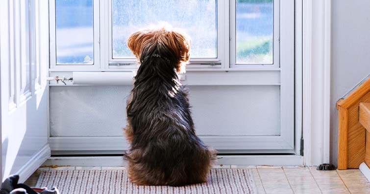 Köpekler ve Evde Yalnızlık: Nasıl Huzurlu Kalabilirler?