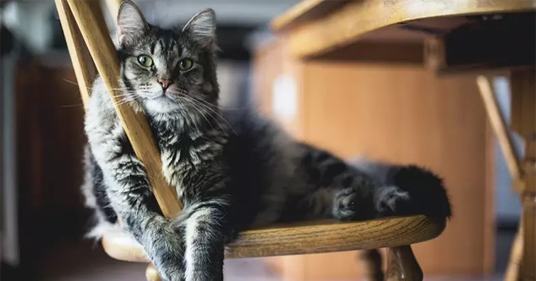 Kediler ve Lüks Yaşam Tarzı: Kedilerin Sofistike Hayatı