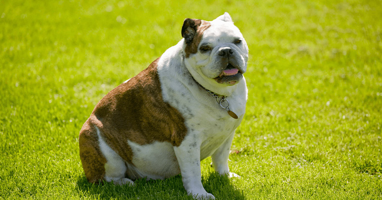 Köpeklerde Obezite ve Sağlıklı Kilo Yönetimi