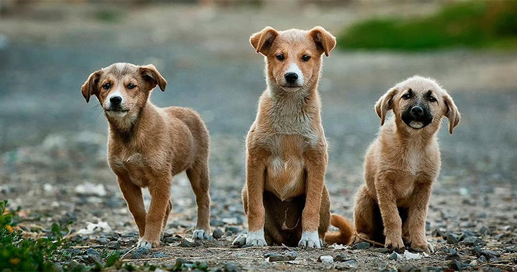 Köpek sahiplerinin ilgi çekici ve etkileyici podcast içerikleri oluşturma stratejileri