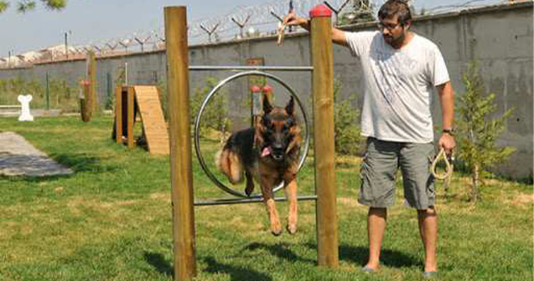 Köpek Egzersiz Salonu: Bahçe ve Oyun Parkurları Oluşturma Fikirleri
