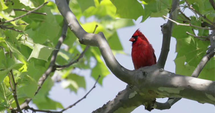 Kuş Gözlemciliği: Doğayı Keşfetmek için Kuşları İzlemek
