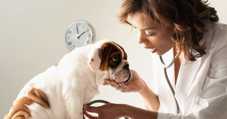 Yapay organlar, protezler ve genetik mühendislik ile köpek sağlığı üzerine yapılan çalışmalar