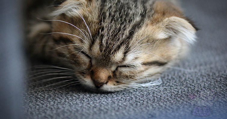 Kedilerin Uyku Döngüleri ve REM Aşamı: Rüya Görüyorlar mı?