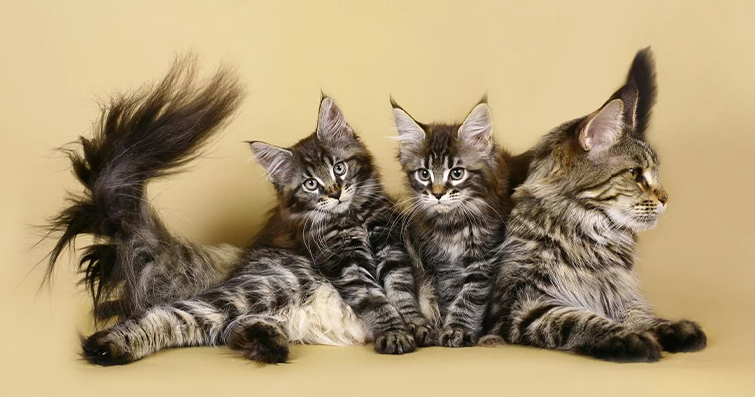 Kedilerde Gelişim Dönemleri: Yavru, Genç, Yetişkin, Yaşlı