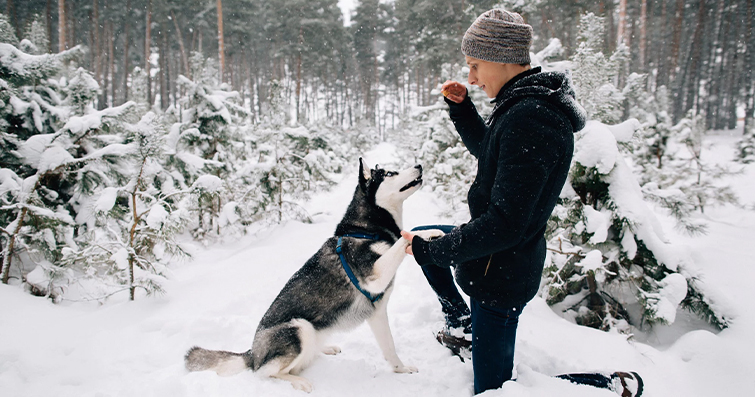 Köpek sahiplerinin soğuk hava önlemleri: giyim, kapalı alanlar, ısınma yöntemleri