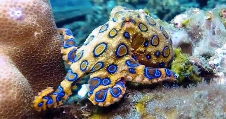 Çiftleşme Ritüelleri: Deniz Canlılarının Üreme Stratejileri
