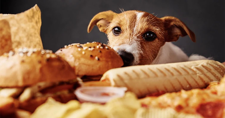 Köpekler ve İnsan Gıdaları: Hangi Yiyecekler Zararlıdır ve Hangileri Güvenlidir?