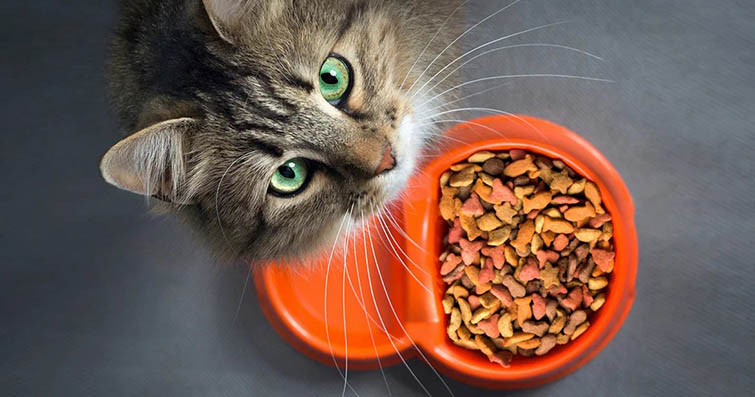 Kedilerin Gıda Tercihleri ve Beslenme Alışkanlıkları