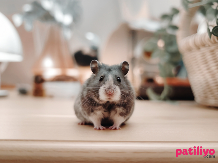 Hamster Üremesi ve Yavru Bakımı: Bilmeniz Gereken Temel Bilgiler 