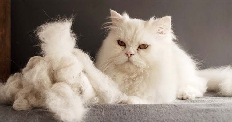 Kedilerde Kışın Saç Dökülmesi ve Tüy Bakımı