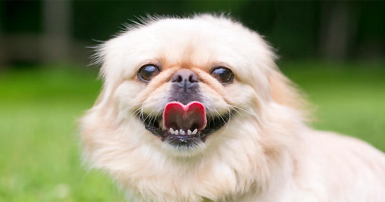 Köpeklerde Sevimli ve Komik Tıknaz Irklar