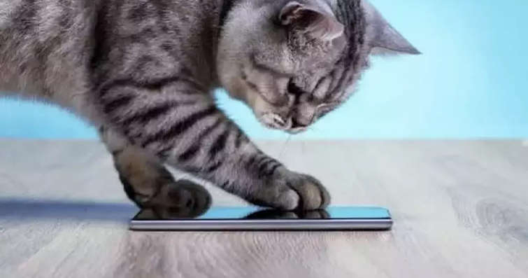 Kedilerin Sesli Asistanlarla Etkileşimi: Kedilerin Siri, Alexa ve Google Assistant ile İlişkisi