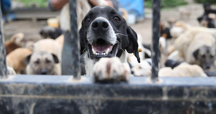 Köpeklerde Görgü Kuralları ve Sosyal Etiket: Toplum İçinde Uygun Davranışlar