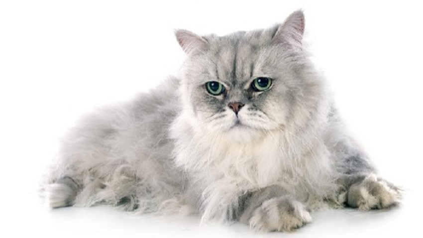 Pers Kedisi: Uzun Tüylü Güzelliklerin Zarafeti