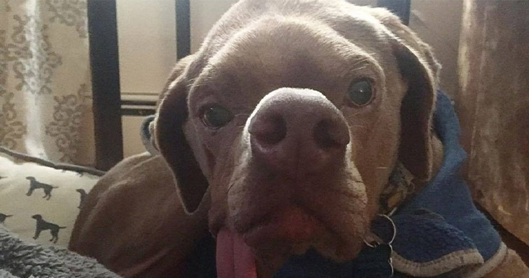 Hastalığı Nedeniyle Öldürülmesi İstenen Köpek Murray’ın Hayata Dönüş Hikayesi