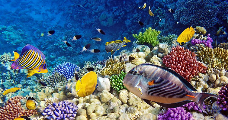 Deniz Biyoteknolojisi: Denizlerin Bilimsel Hazine Sandığı