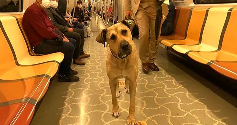 Köpeklerde Tren ve Toplu Taşıma İçin Eğitim